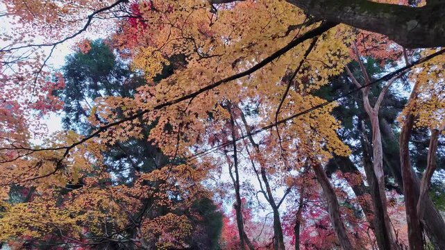 紅葉した山道の風景
