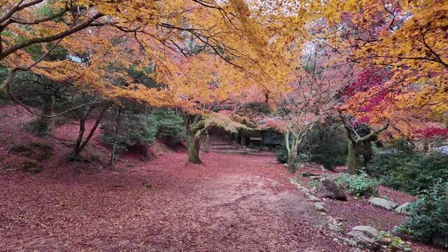 紅葉した山道の風景