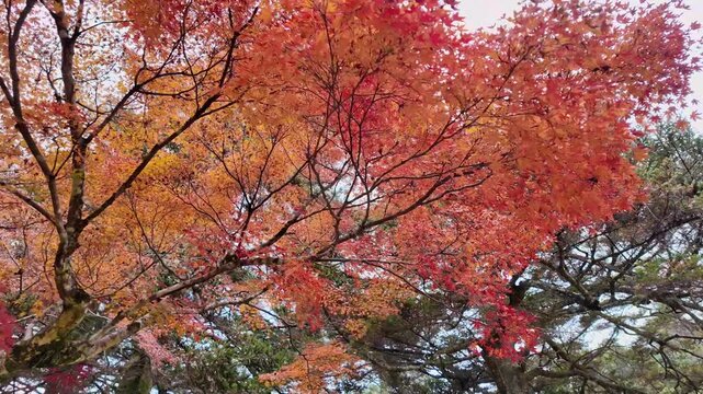 紅葉した山道の風景