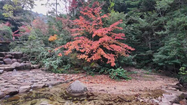 紅葉した山道の風景