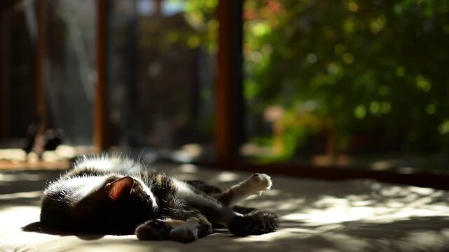 紅葉の庭を背景にしっぽを振りながらウトウトするキジ猫と、遊びたくて仕方がない黒猫