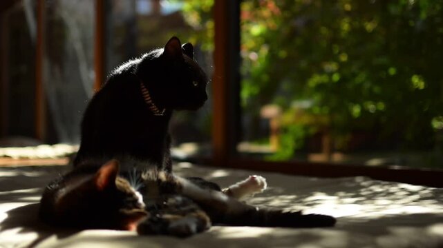 紅葉の庭を背景にしっぽを振りながらウトウトするキジ猫と、遊びたくて仕方がない黒猫