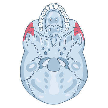 Inferior view of the human skull highlights the mastoid process.