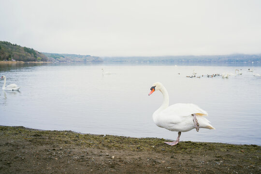 White swan standing by lakeside shore, wildlife nature and tranquil water landscape concept