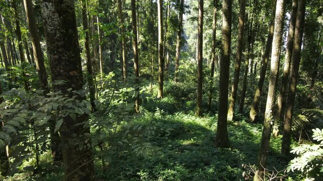Aerial View of Sunlit Rubber Forest, Nature scenery from above