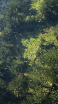 Sunlight filters through the leaves in a forest. Green grass and trees cover the ground. Shadows appear as branches sway above. The scene captures nature in its daily routine.