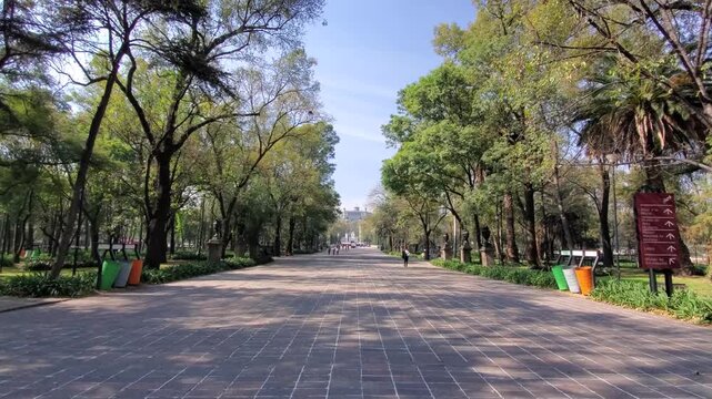 View of the paved walkway lined with lush trees in Bosque de Chapultepec, Mexico City, Mexico City, Mexico.