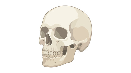 Realistic White Human Skull Cranium Anatomy Icon © Dreamfly