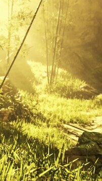 Sunlight filters through trees and shines on green grass in a natural area. The scene shows growing plants and a peaceful path in the daytime.