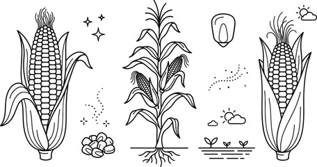 Corn stalk and maize doodle vector set with organic corn cob kernel agriculture farming and growth line art icons © MdMursalin