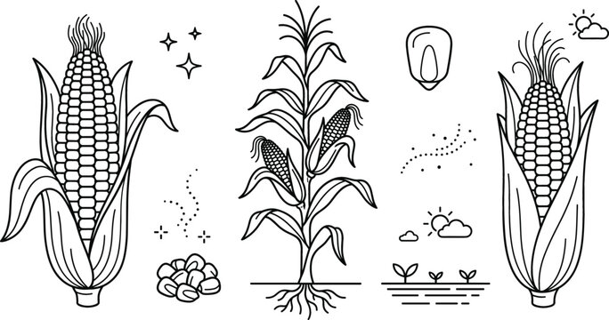 Corn stalk and maize doodle vector set with organic corn cob kernel agriculture farming and growth line art icons