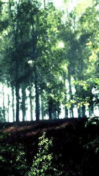Green trees create a vibrant scene in a forest. Sunlight shines through the branches, casting shadows on the ground. This natural setting shows the beauty of the outdoors.