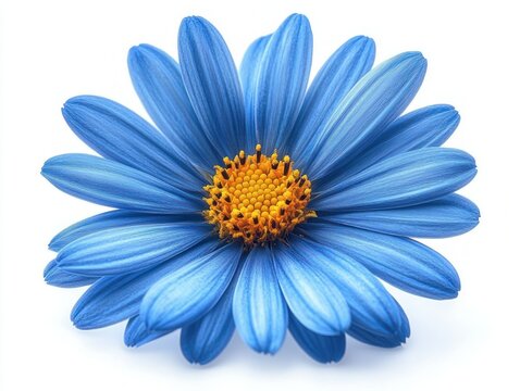 close-up of a single vibrant blue daisy with a golden yellow center and detailed petals on a white background conveying calm cheerful freshness