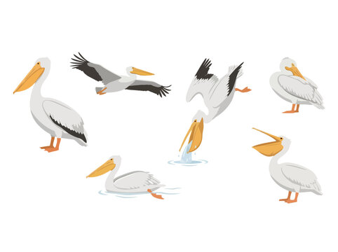 A collection of white pelicans in various poses and activities.