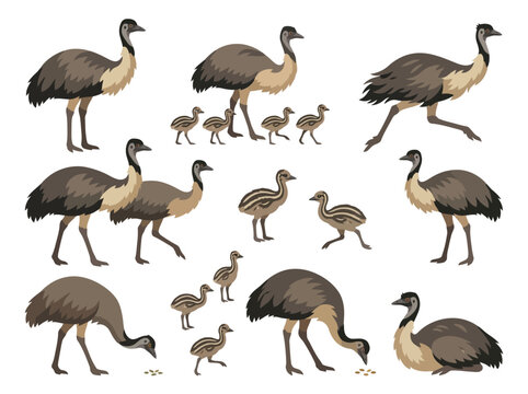 A collection of emu birds in various poses and life stages.