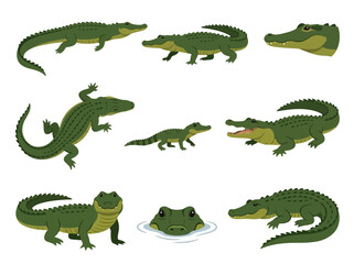 Fototapeta premium A collection of various green crocodiles and alligators in different poses and angles.