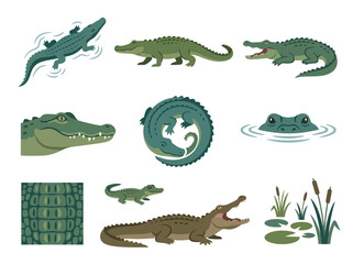 Fototapeta premium A collection of various crocodile and alligator illustrations in different poses and styles.