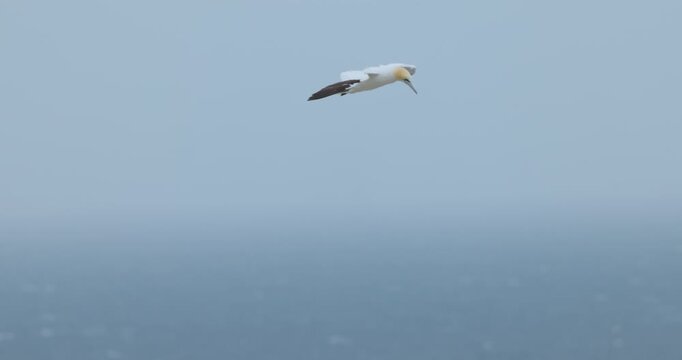 View of a northern gannet in flight over the cold Atlantic ocean waters near the coast of Iceland.