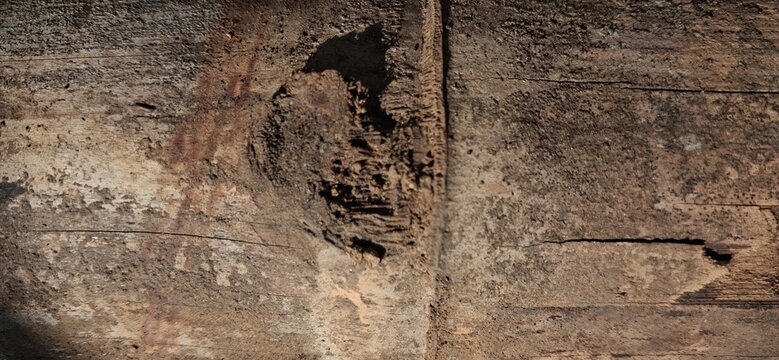Rotten Weathered Wood with Termite Damage and Hole Texture