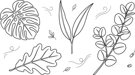 Botanical leaf doodle vector set with monstera leaf oak branch eucalyptus foliage nature plant and breeze line art icons © MdMursalin