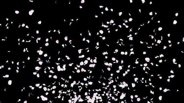 Realistic Photo-Based Cherry Blossom and Sakura Petals Rising from Bottom and Flying Out Above, White and Pale Pink Flower Video Overlay with Alpha Channel, 4K