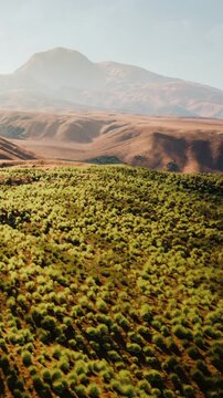 An expanse of green fields with small trees. In the background, there are mountains under a clear sky. This view captures a natural landscape during daylight.
