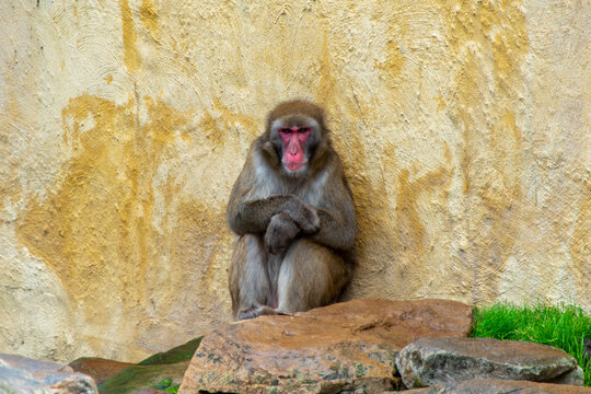 Japanese Macaque in City Park - Launceston - Tasmania