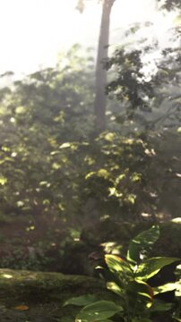Sunlight shines through the branches of trees in a forest. Green plants cover the ground, creating a natural scene. The atmosphere is bright and fresh.
