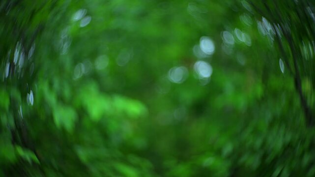 serene natural outdoor setting with blurred green foliage and organic material (leaves, tree bark) in a peaceful environment with slight zoom effect across frames.