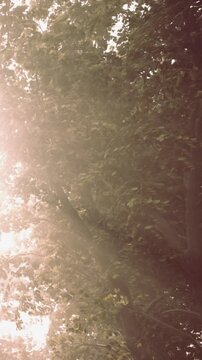 Sunlight filters through the green leaves of trees in a forest. The scene shows a natural setting with soft light in the early morning. The atmosphere is bright and refreshing.