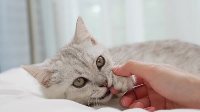 Cute silver tabby kitten playing with human hand on bed, pet bonding and domestic cat behavior.
