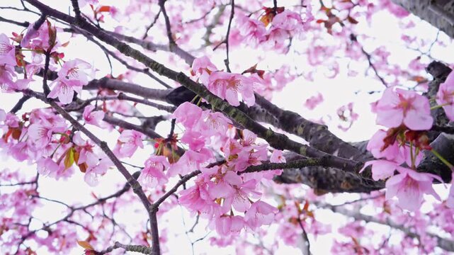Pink cherry blossom flowers blooming on tree branches, sakura season and spring nature background.