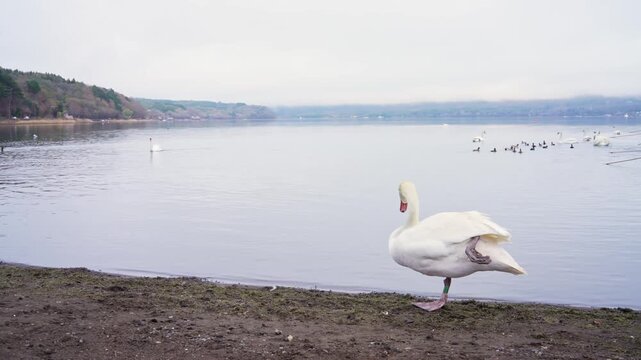 White swan standing by lakeside shore, wildlife nature and tranquil water landscape concept