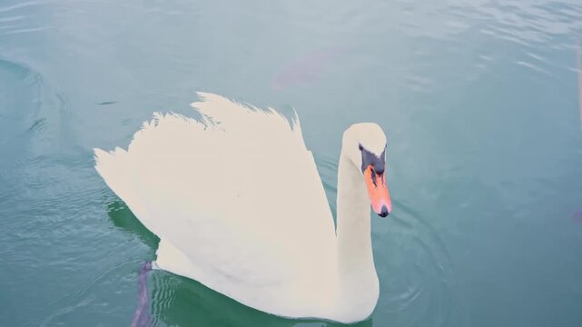 White swan swimming in lake water with fish, aquatic animal concept