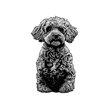 Hand-drawn Doxiepoo dog vector illustration in vintage engraving style. Detailed cute poodle dachshund mix puppy sitting isolated on white background. 