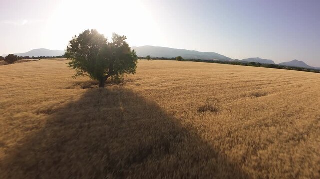 champs de bl&eacute; jaune et arbre vert - Provence France