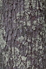 Fototapeta premium Eastern White Pine (Pinus strobus) Bark Texture with Lichen, Hokkaido, Japan