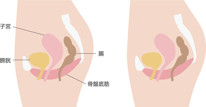 女性骨盤の断面図イラスト（子宮・膀胱・腸・骨盤底筋）