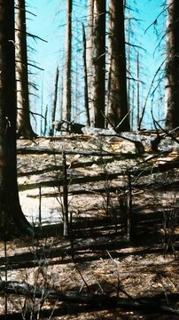 Many burnt trees stand in a forest area after a wildfire. The ground shows fallen logs and blackened branches. Bright blue sky contrasts with the dark remnants of the trees.