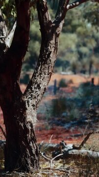 A tree stands in a dry area with red soil and scattered grass. In the background, there are hints of more trees and a clear sky. The scene shows a typical outdoor setting.
