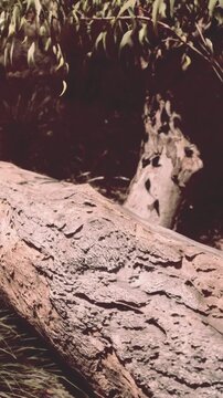 A wooden log lies on the ground surrounded by trees. Leaves hang above the log, creating a natural environment. Sunlight filters through the branches, showing the texture of the wood.