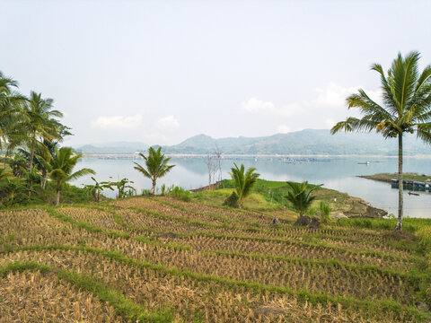 Aerial view of Wadaslintang Reservoir surrounded by lush terraced rice fields, palm trees, and distant hills under a bright sky in Wadaslintang, Central Java, Indonesia.