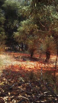 The scene shows a dry landscape with bushes and trees. Orange and yellow foliage covers the ground. Sunlight filters through the leaves, creating a warm atmosphere in the natural setting.