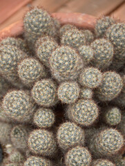 Fototapeta premium beautiful prickly cactus in the garden
