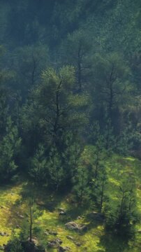 Sunlight shines on a green hillside filled with different trees. The landscape shows a vibrant natural scene with various shades of green. It appears to be daytime in the countryside.