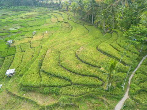 Aerial view of lush green rice terraces with curved patterns, palm trees, and a small wooden hut in Wadaslintang, Central Java, Indonesia.