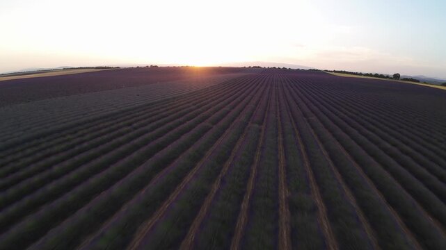 un lever de soleil dans les champs de lavande - Valensole