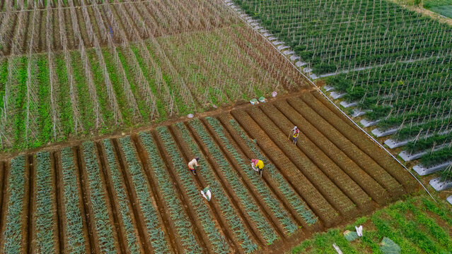 Aerial view of farmers working in terraced vegetable fields with rows of crops and wooden support structures in West Java, Indonesia.