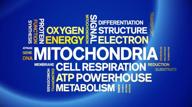 Mitochondria animated word cloud-gross domestic product animation tag kinetic typography seamless loop.
