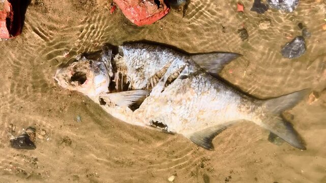 Dead freshwater fish washed ashore on a sandy riverbank with rippled water and scattered debris